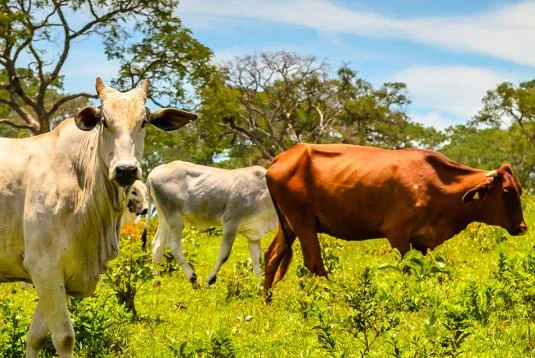 four cows grazing in a field