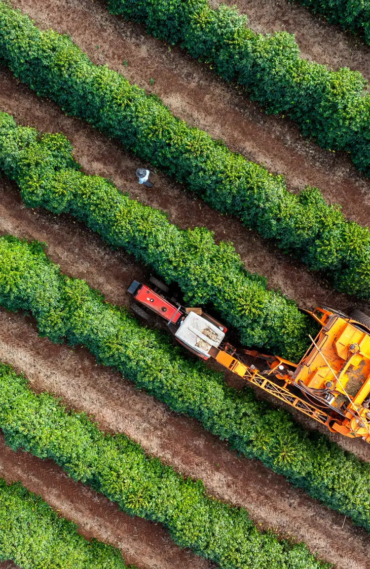 coffee farming