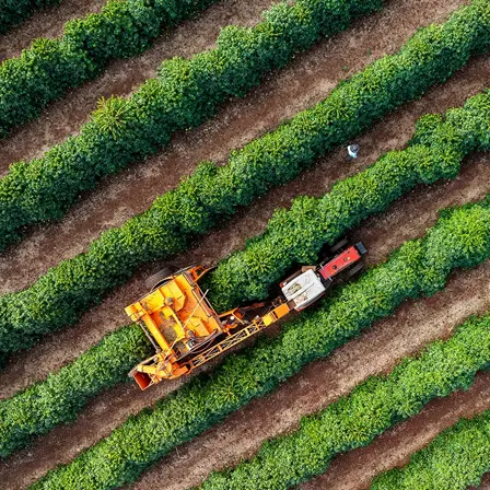 coffee field