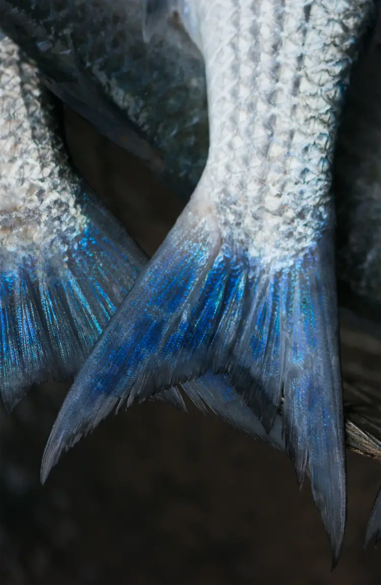 seafood
