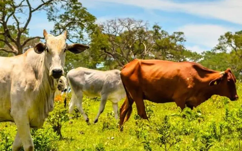four cows grazing in a field